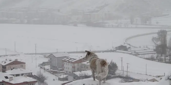 Bayburt'ta kar yağışıyla birlikte tipi etkili oldu! 