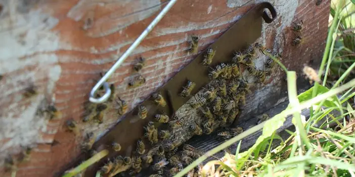 Kestane balında renk koyulaştıkça fiyatı da artıyor