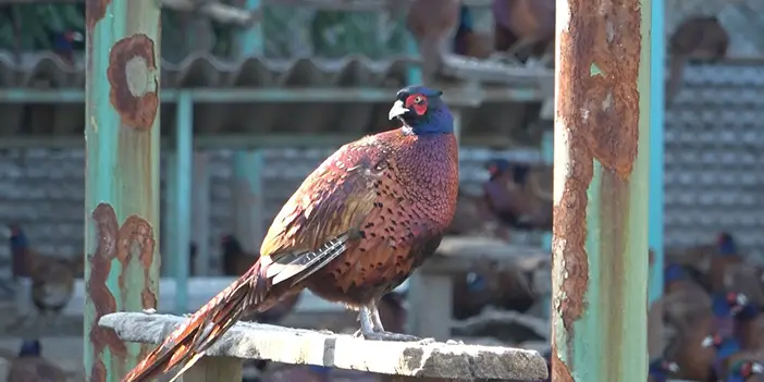 Samsun'da 370 bin sülün tabiata salındı