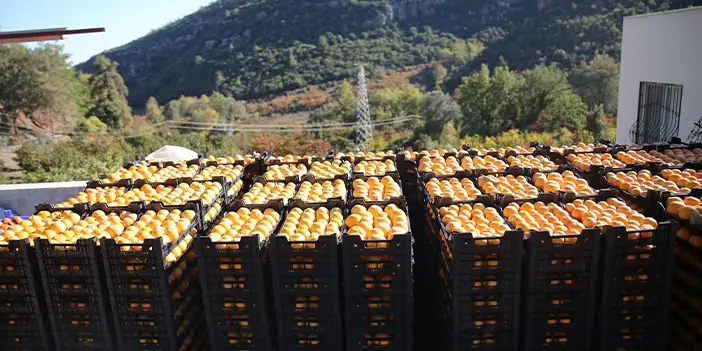 Trabzon hurması çiftçinin yüzünü güldürüyor