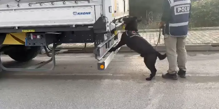 Samsun'da narkotik polisi tırda arama yaptı! 3 kilo skunk ele geçirildi
