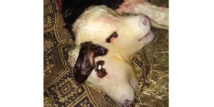 Yeni doğan buzağısını görünce gözlerine inanamadı! Duyan ahıra akın etti