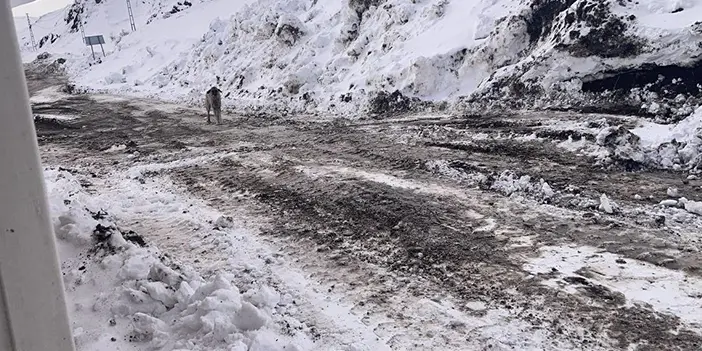 Bayburt'ta karayolu üzerine terk edilen başıboş köpekler tehlike saçıyor