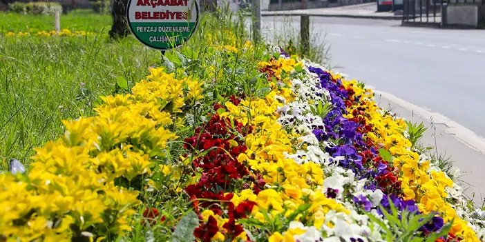 Akçaabat’ta seralarda yetişen çiçekler dikiliyor