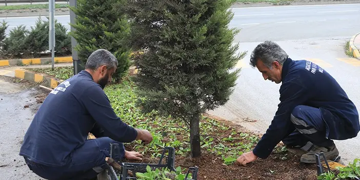 Akçaabat’ta seralarda yetişen çiçekler dikiliyor