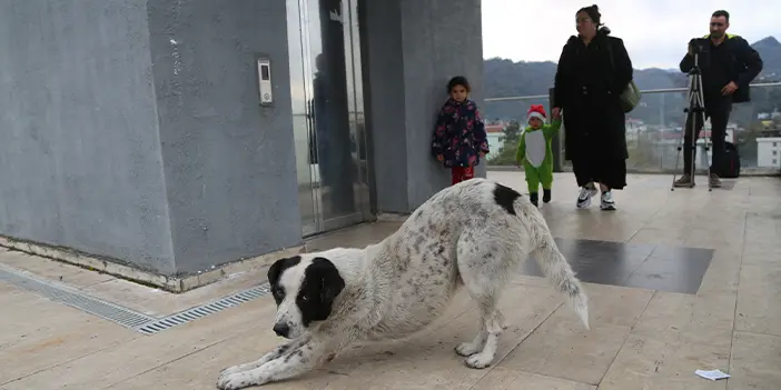Karadeniz insanının pratik çözümü dikkat çekti! Bu asansöre binmek cesaret ister 