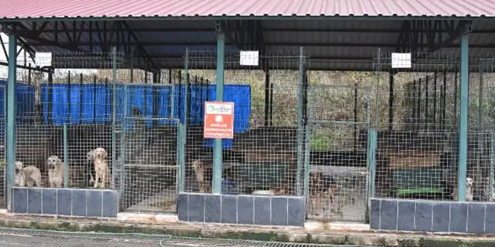 Karadeniz'de 5 ilde sahipsiz köpek sayısı arttı! "Kontrolsüzce üremeye devam etmekte"