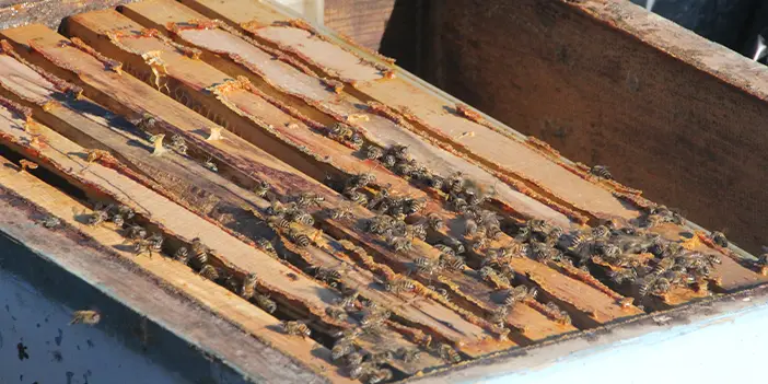 Ordu'da kış bakımıyla bal üretimini artırma çabası! 