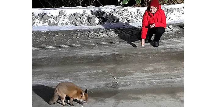 Artvin'de 4 arkadaş karşılaştıkları tilkileri besledi