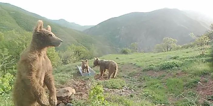 KTÜ Profesöründen değerlendirme! "Küresel ısınma ve yaban hayvanları"