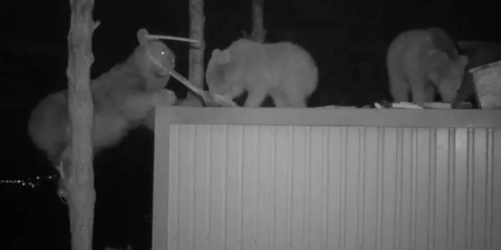 KTÜ Profesöründen değerlendirme! "Küresel ısınma ve yaban hayvanları"