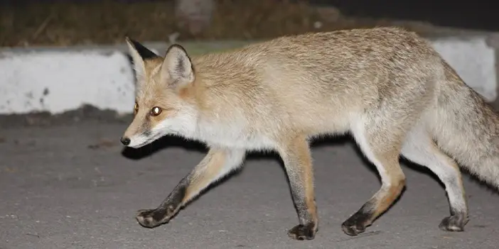 Bayburt'ta tilki ve kedinin yemek mücadelesi güldürdü