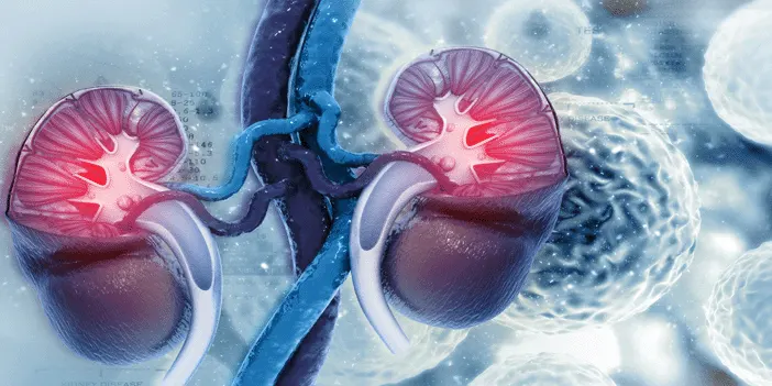 nefroloji-nedir-neye-bakar-1.webp