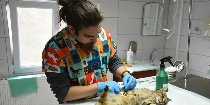 Giresun'da sahipsiz hayvanlara sağlık ve bakım hizmeti! 
