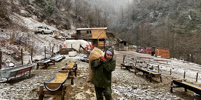 Artvin'de hayvanlarda yeni hastalık alarmı! Kısıtlama getirildi