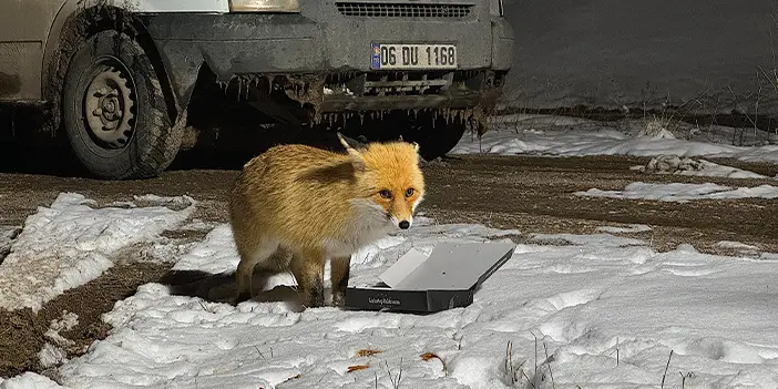 Bayburt'ta bekçi ve tilkinin dostluğu  görenleri gülümsetti!