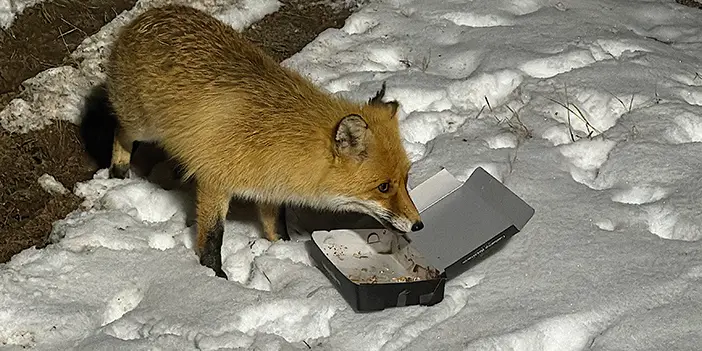 Bayburt'ta bekçi ve tilkinin dostluğu  görenleri gülümsetti!