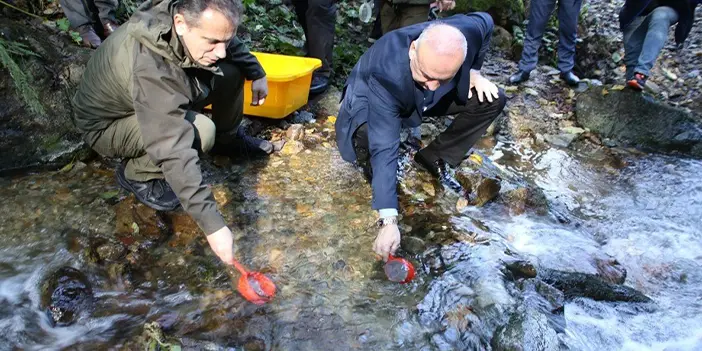 Trabzon'da Milyonlarca yetiştiriliyor Türkiye'ye gönderiliyor