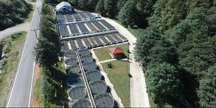 Trabzon'da üretildiler! 2 milyondan fazla alabalık sulara bırakılıyor