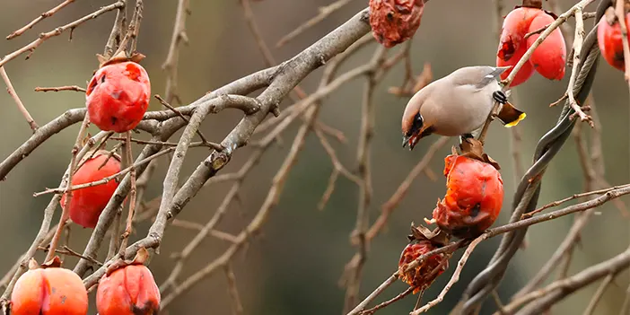 Uzun süredir peşindeydiler! Kuş gözlemcileri görüntülemeyi başardı