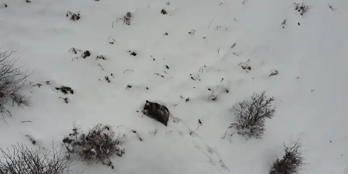 Ordu'da kış uykusuna yatamayan ayı kamerada!