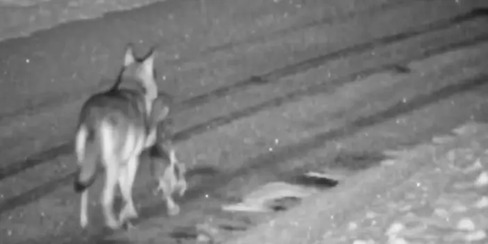 Gümüşhane'de aç kurtlar köpek avladı!