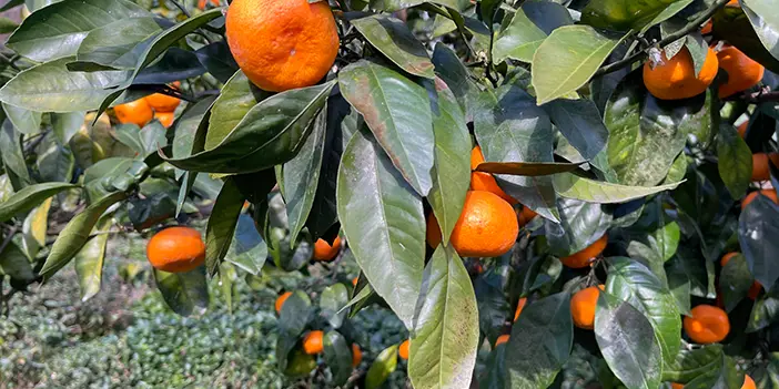 Rize'de yazın çay, kışın mandalina hasadı! 
