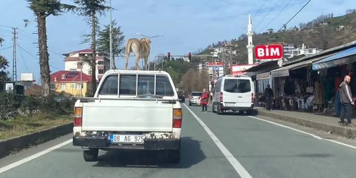 Bu köpeğin garip hobisi ilgi odağı oldu