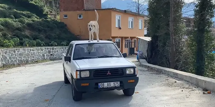 Bu köpeğin garip hobisi ilgi odağı oldu