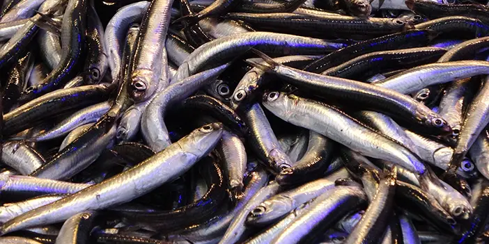 3 balıkçının hamsi gazından zehirlendiği iddialarına KTÜ'lü isimden açıklama! "Hamsi gazı denilen bir gaz yoktur”