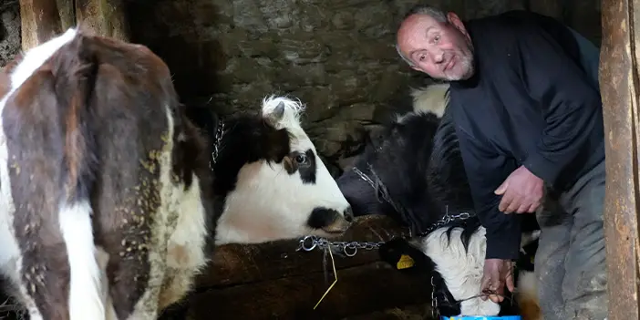 Gümüşhane'nde engelleri aşan yürek! Azim dolu hayvancılık tutkusu