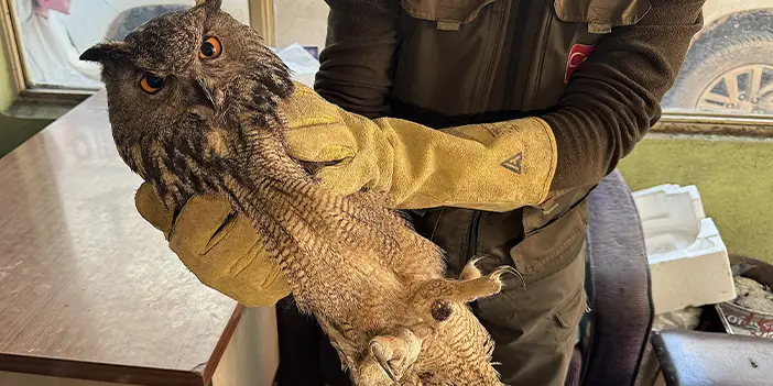 Bölgemizde yaralı halde bulunan puhu özgürlüğüne kavuşacak