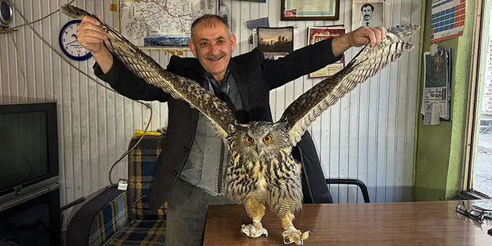 Bölgemizde yaralı halde bulunan puhu özgürlüğüne kavuşacak