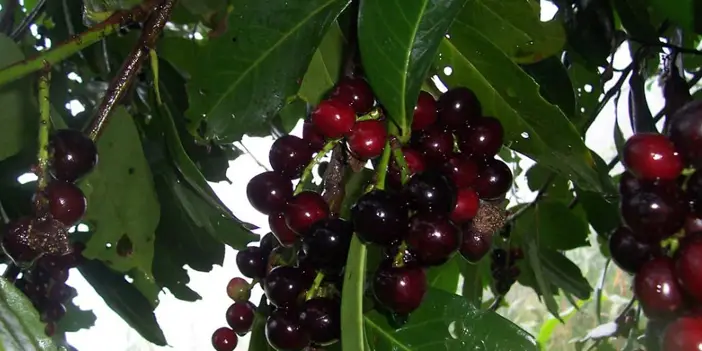 Trabzon hangi meyvesi meşhur? Trabzon'un meşhur meyveleri hangileridir? İşte Trabzon'un tatlı sırrı