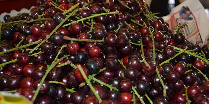 Trabzon hangi meyvesi meşhur? Trabzon'un meşhur meyveleri hangileridir? İşte Trabzon'un tatlı sırrı