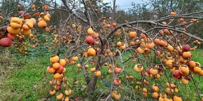 Trabzon hangi meyvesi meşhur? Trabzon'un meşhur meyveleri hangileridir? İşte Trabzon'un tatlı sırrı