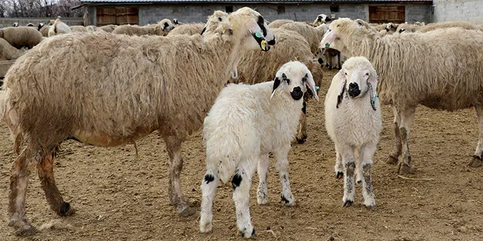Bayburt'ta süt kuzuları günde iki kez anneleriyle buluşuyor