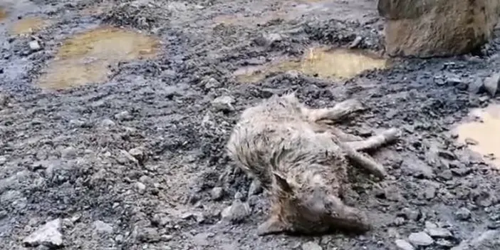 Trabzon'da ayağı ağaca sıkışan kurdu itfaiye kurtardı 