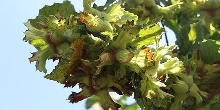 Trabzon'un geçim kaynağı nedir? Trabzon'un topraklarından gelen bereketli miras