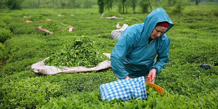 Trabzon'un geçim kaynağı nedir? Trabzon'un topraklarından gelen bereketli miras