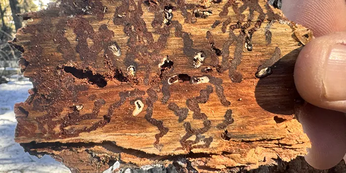 Bölgemizde sekiz dişli kabuk böceğiyle mücadele! Ağaçlar kuruyor