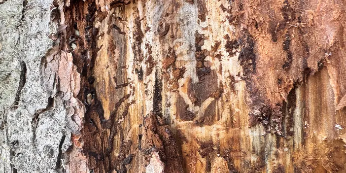 Bölgemizde sekiz dişli kabuk böceğiyle mücadele! Ağaçlar kuruyor