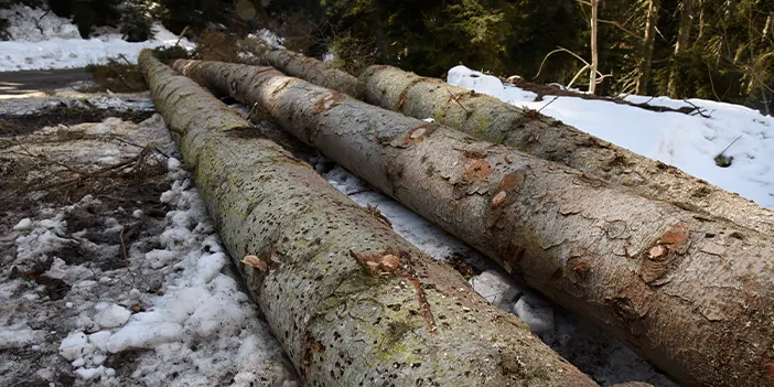 Bölgemizde sekiz dişli kabuk böceğiyle mücadele! Ağaçlar kuruyor