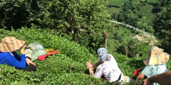 Trabzon'da çay olur mu? Trabzon'da çay yetişiyor mu? Trabzon'da çayın sırları!