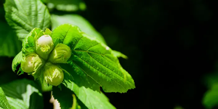 Trabzon'da ne yetişir? Trabzon'da en çok ne yetiştiriliyor?
