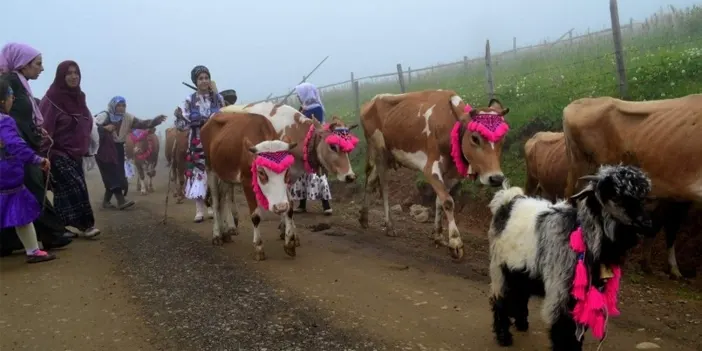 Trabzon'da hangi hayvancılık yapılır? Doğanın sunduğu zenginlik