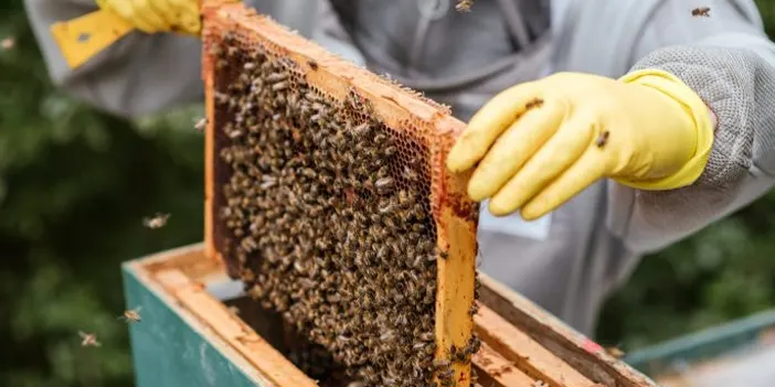 Trabzon'un Bereketli Toprakları: Trabzon'da En Çok Ne Üretilir?