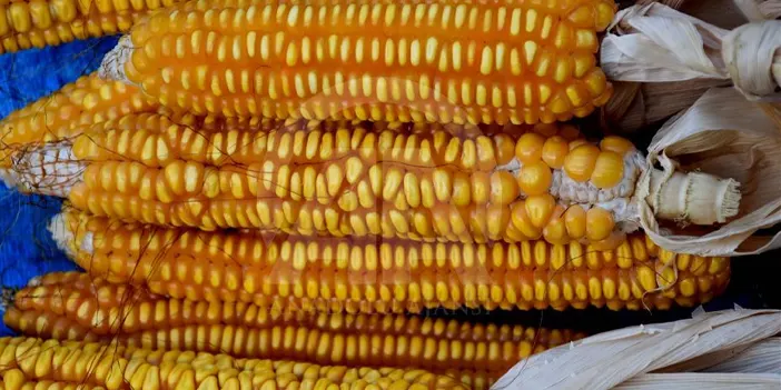 Trabzon'un Bereketli Toprakları: Trabzon'da En Çok Ne Üretilir?