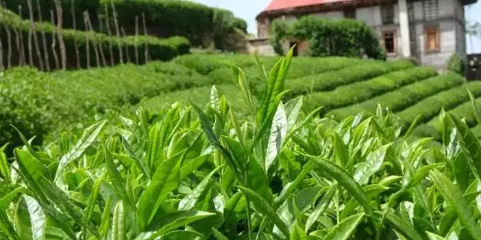 Türkiye'de en iyi çay nerede yetişir? Türkiye'de En İyi Çayın Sırrı