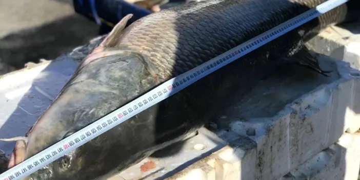 Görenlerin ağzı açık kaldı! Kilosu 250 TL'den satılıyor